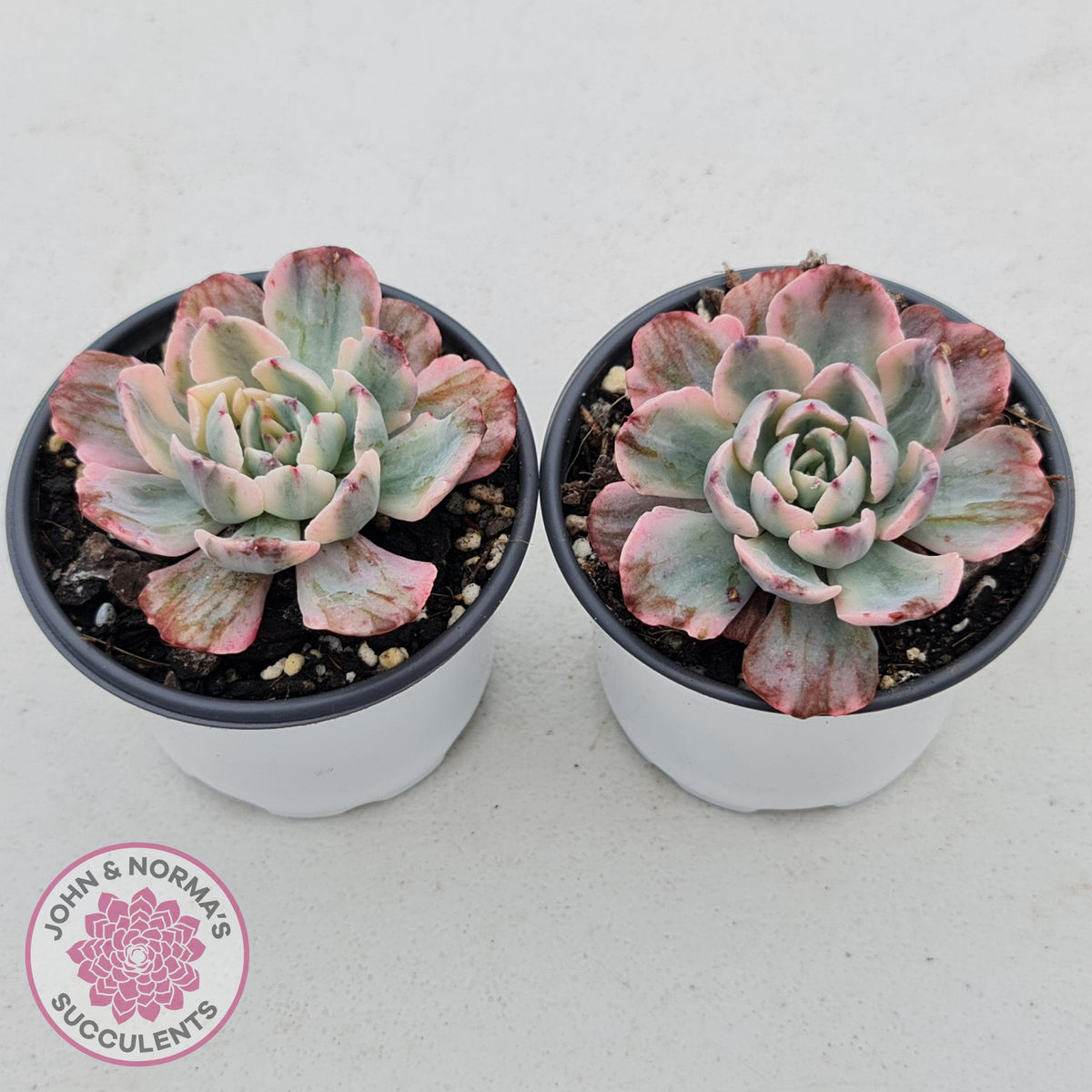Echeveria Holwayi Variegated Monstrose form