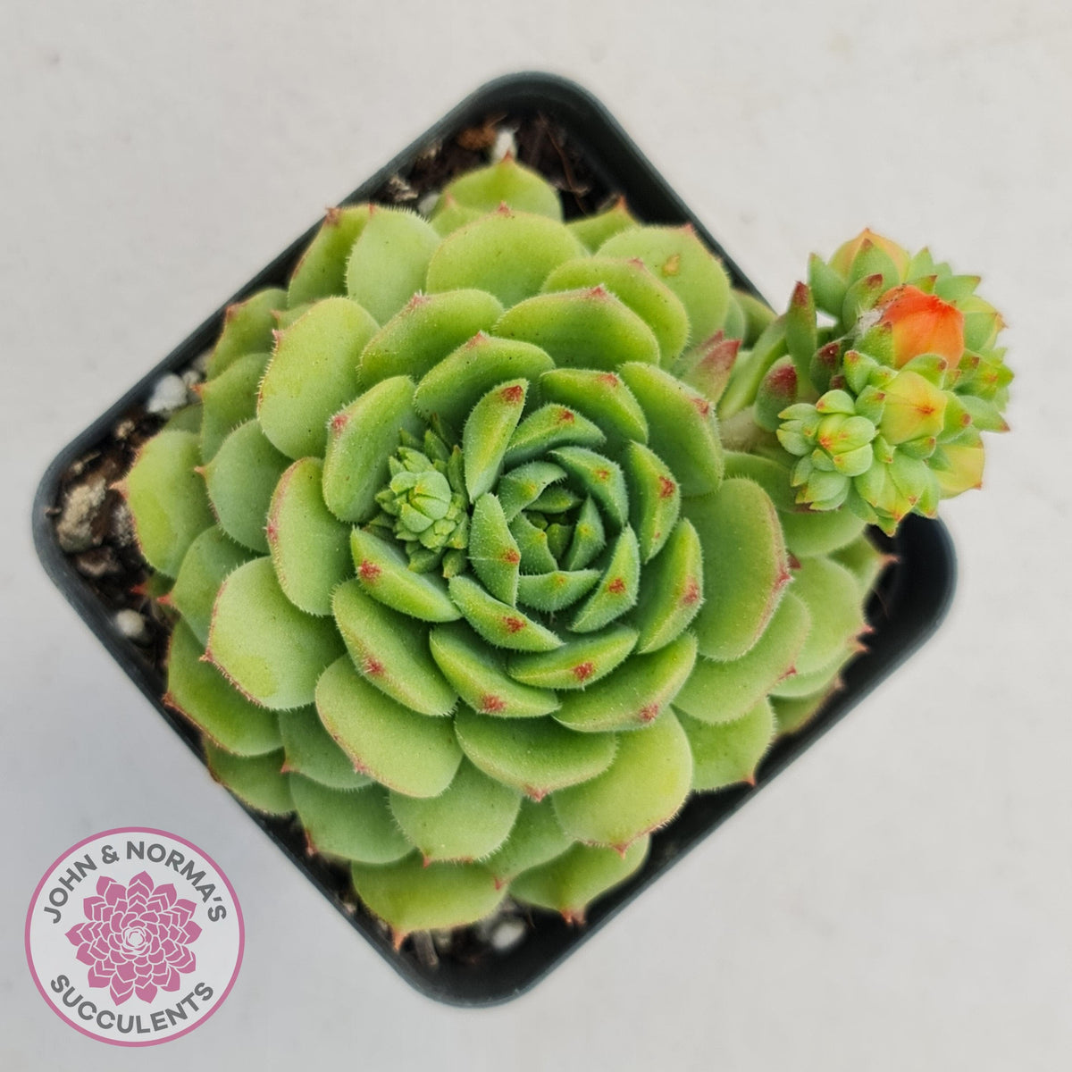 Echeveria Dondo