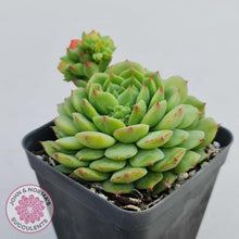 Load image into Gallery viewer, Echeveria Dondo - John & Norma's Succulents