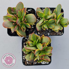 Load image into Gallery viewer, Crassula Platyphylla Variagata - John & Norma's Succulents