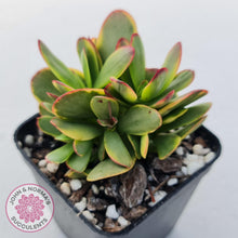 Load image into Gallery viewer, Crassula Platyphylla Variagata - John & Norma's Succulents