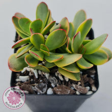 Load image into Gallery viewer, Crassula Platyphylla Variagata - John & Norma's Succulents