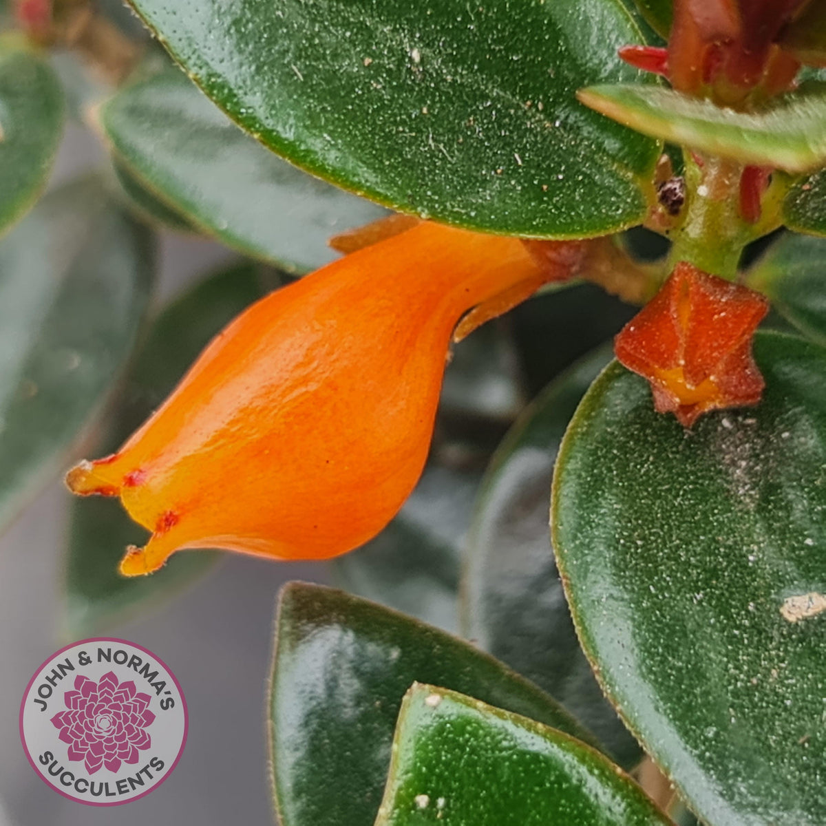 Nematanthus strigillosus 'Goldfish Plant' - 3 x Rooted Cuttings