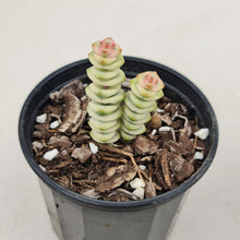 Load image into Gallery viewer, Crassula Fantasy - John & Norma's Succulents