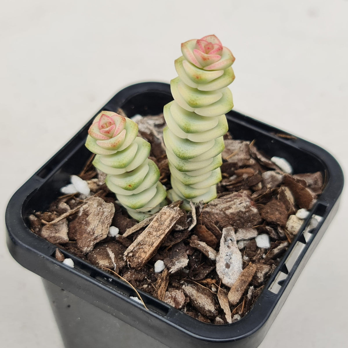 Crassula Fantasy