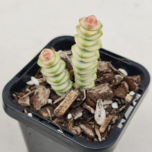 Load image into Gallery viewer, Crassula Fantasy - John & Norma's Succulents