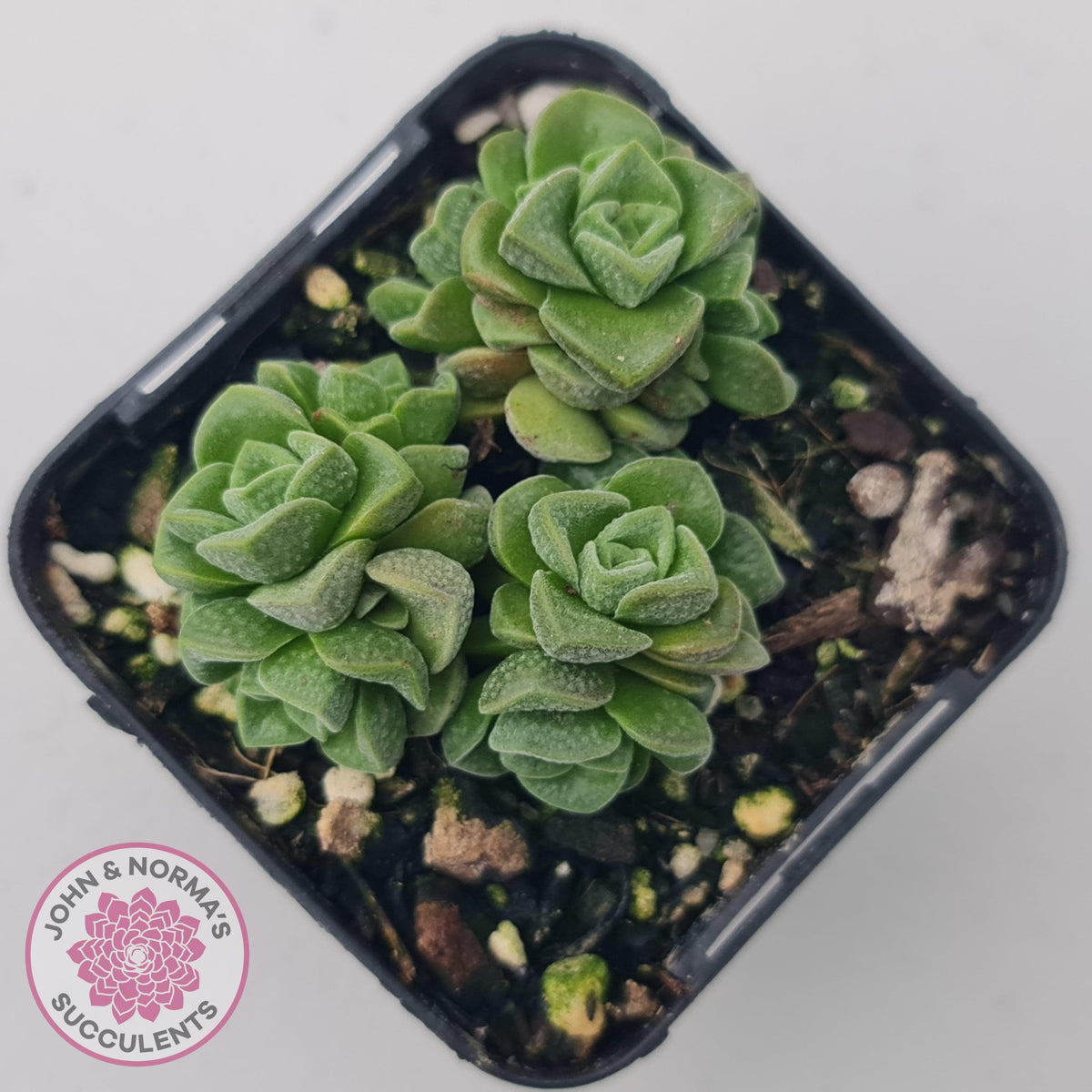 Crassula Dorothy