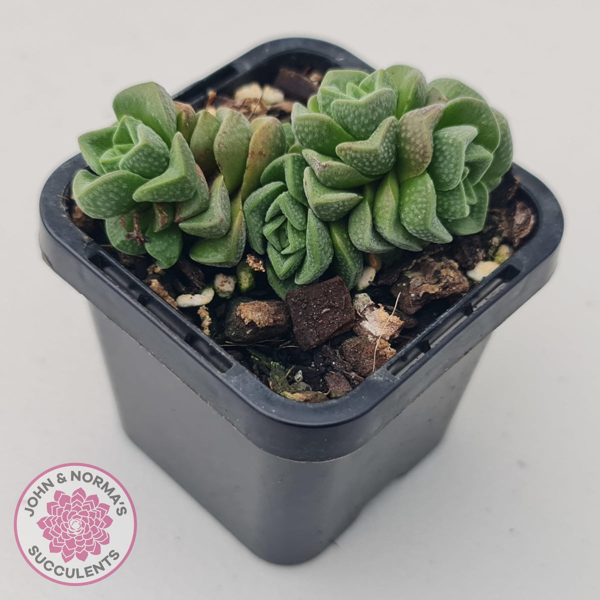 Crassula Dorothy