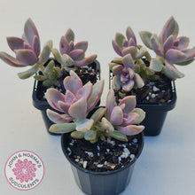 Load image into Gallery viewer, Graptopetalum Victor Kane