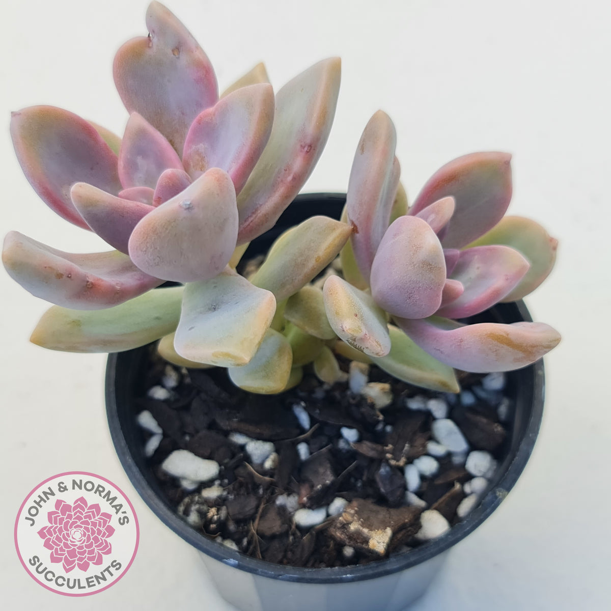 Graptopetalum Victor Kane