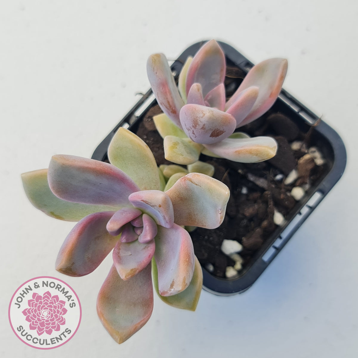 Graptopetalum Victor Kane