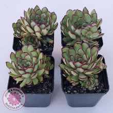 Load image into Gallery viewer, Echeveria 'Mexican Pulidonis' - John & Norma's Succulents Australia