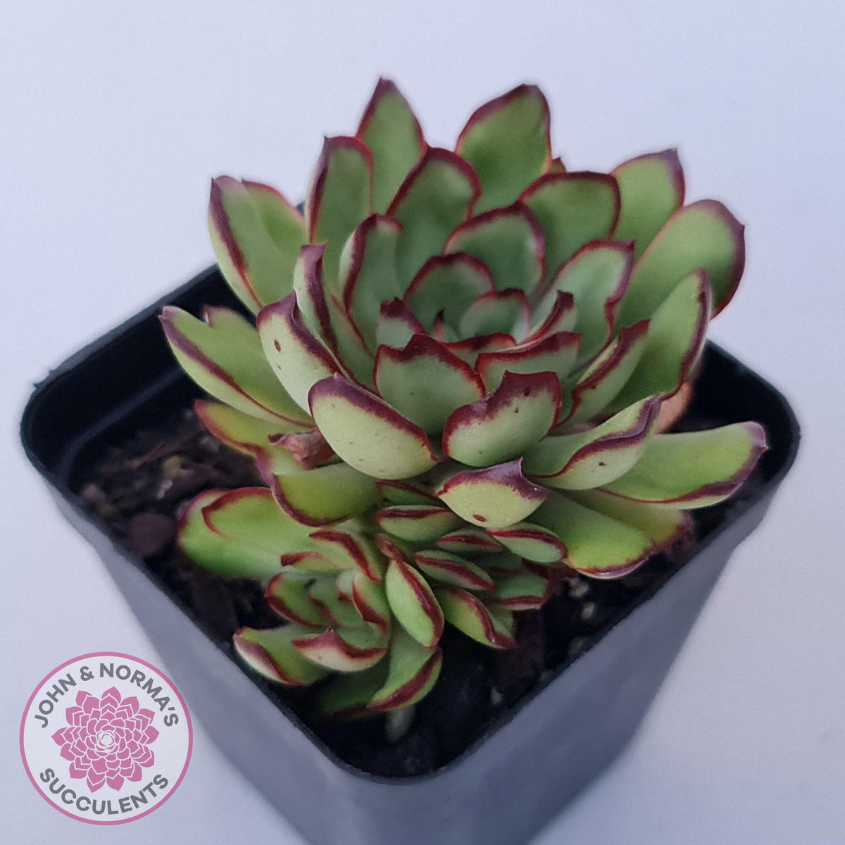 Echeveria 'Mexican Pulidonis'