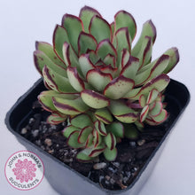 Load image into Gallery viewer, Echeveria 'Mexican Pulidonis' - John & Norma's Succulents Australia