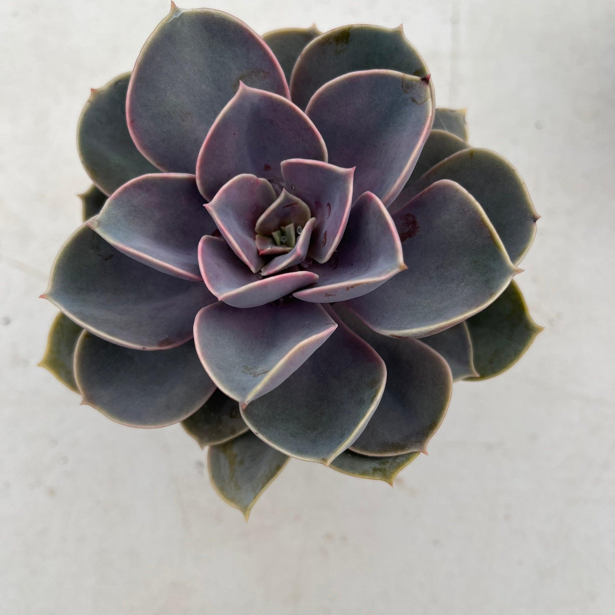 Echeveria Perle Von Nurnberg