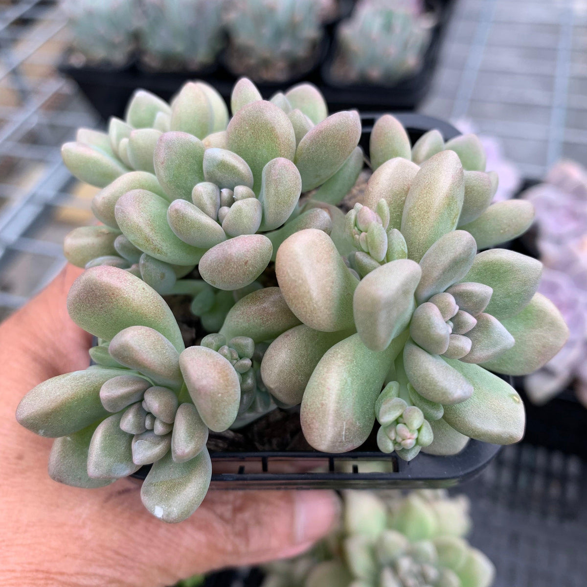 Graptopetalum mendozae