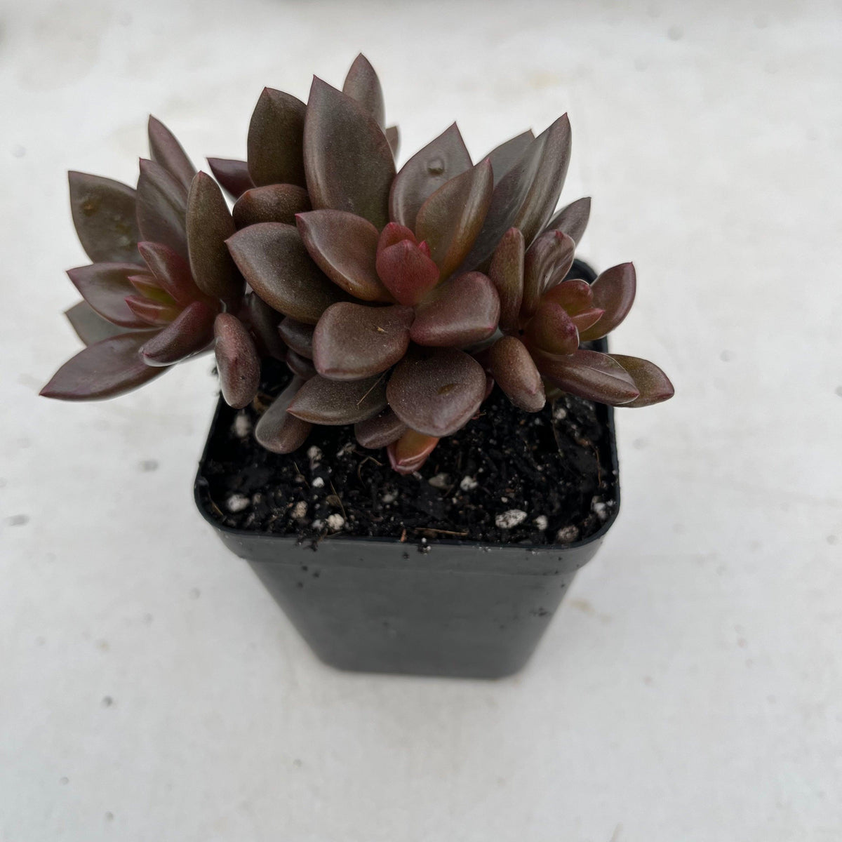 Lenopetalum Chocolate