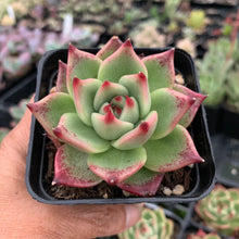 Load image into Gallery viewer, Echeveria Blue Dragon - John & Norma's Succulents