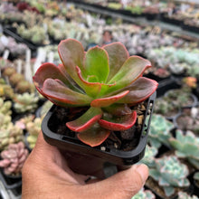 Load image into Gallery viewer, Echeveria multicaulis lipstick - John & Norma's Succulents