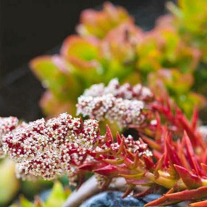 Crassula Capitella Campfire