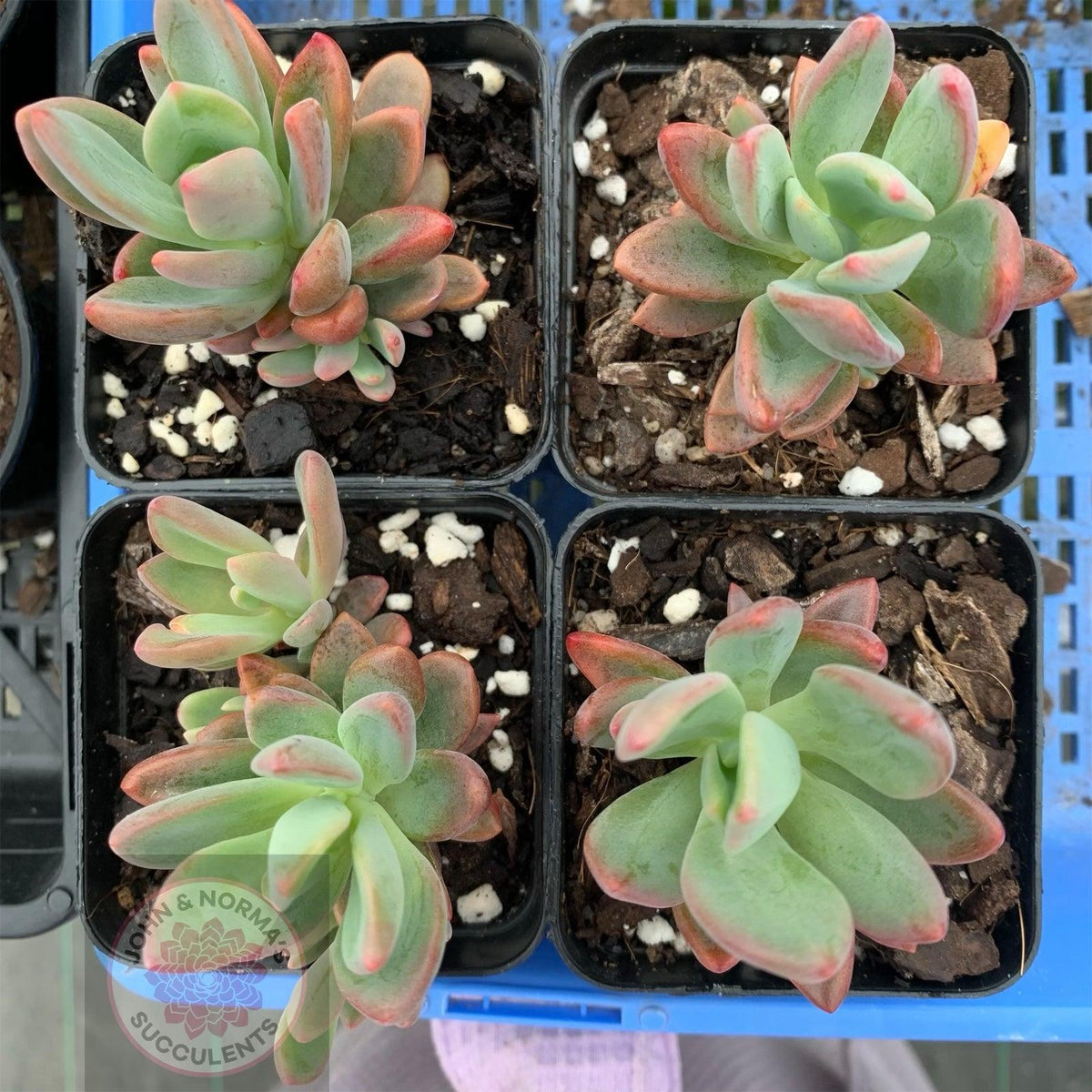 Pachyveria Dr Cornelius
