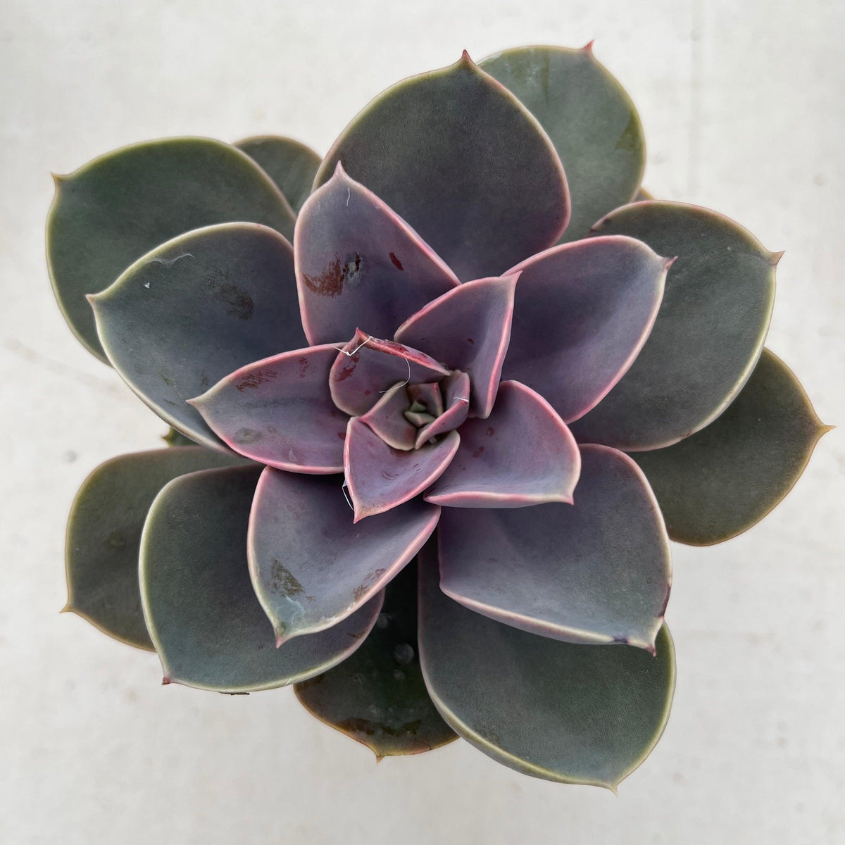 Echeveria Perle Von Nurnberg