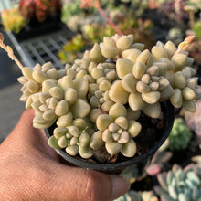 Load image into Gallery viewer, Graptopetalum mendozae - Multi Heads - John & Norma's Succulents