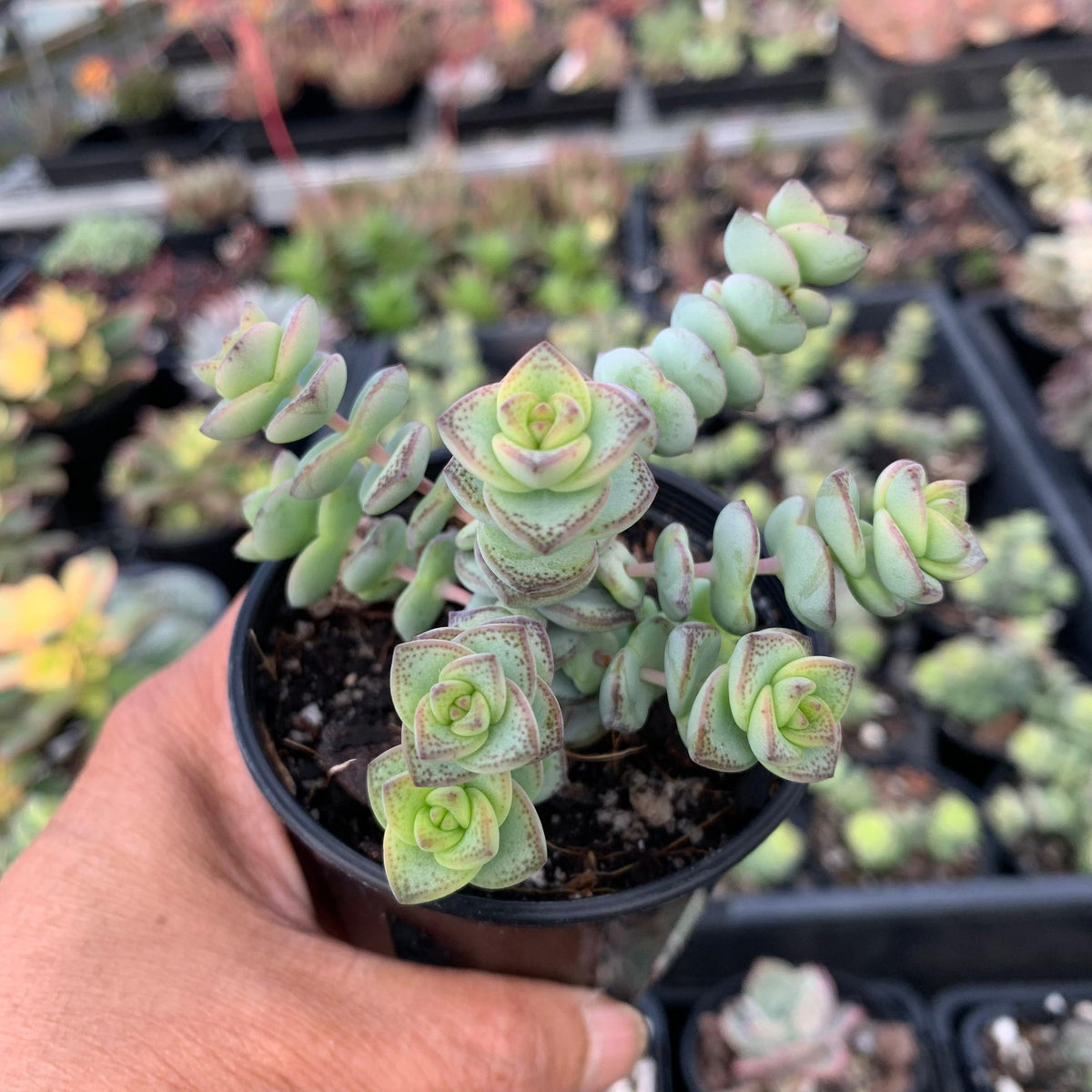 Crassula perforata - mini weeping form