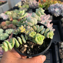 Load image into Gallery viewer, Crassula perforata - mini weeping form - John & Norma's Succulents