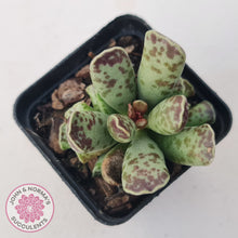 Load image into Gallery viewer, Adromischus Cooperi