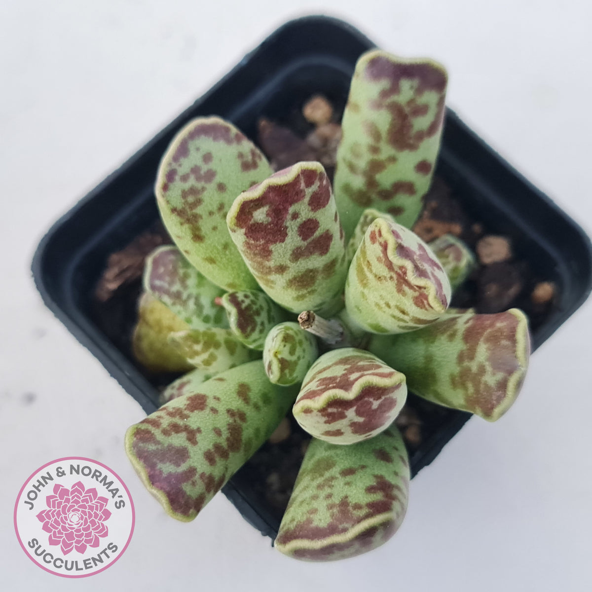 Adromischus Cooperi
