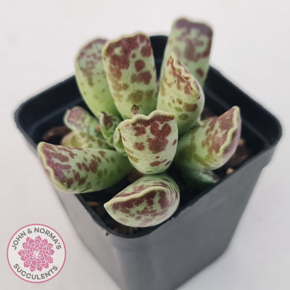 Adromischus Cooperi