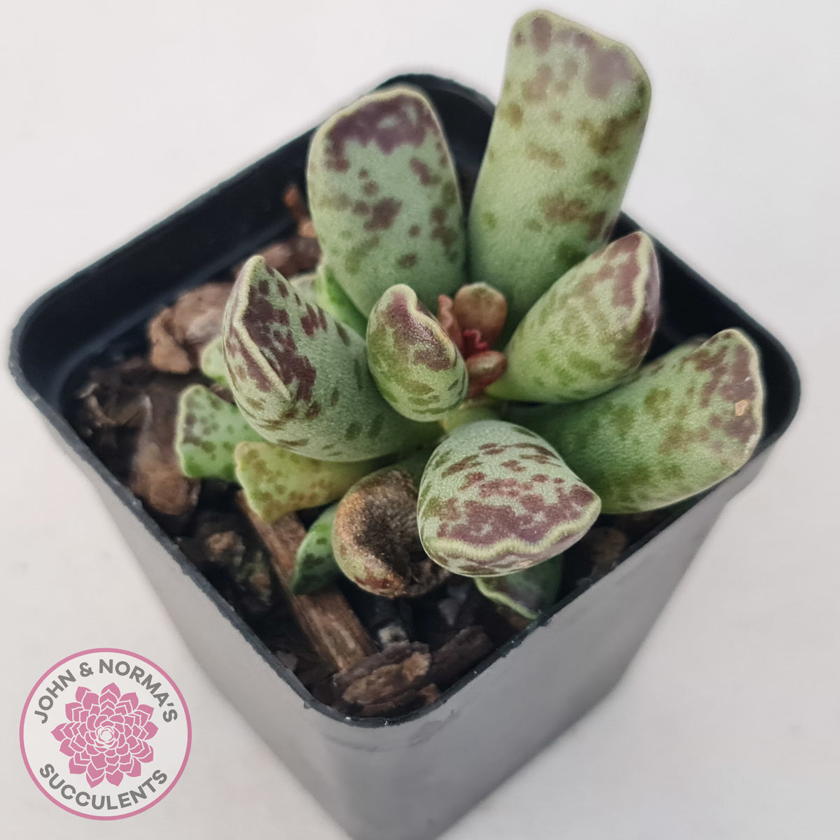 Adromischus Cooperi