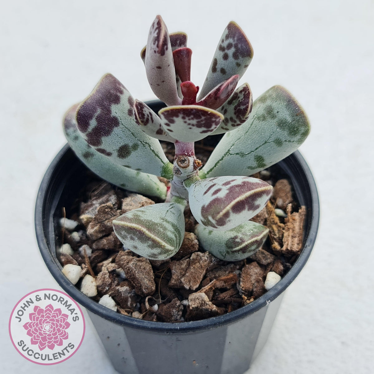 Adromischus triflorus