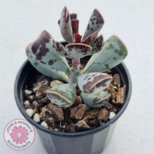 Load image into Gallery viewer, Adromischus Triflorus - John & Norma's Succulents