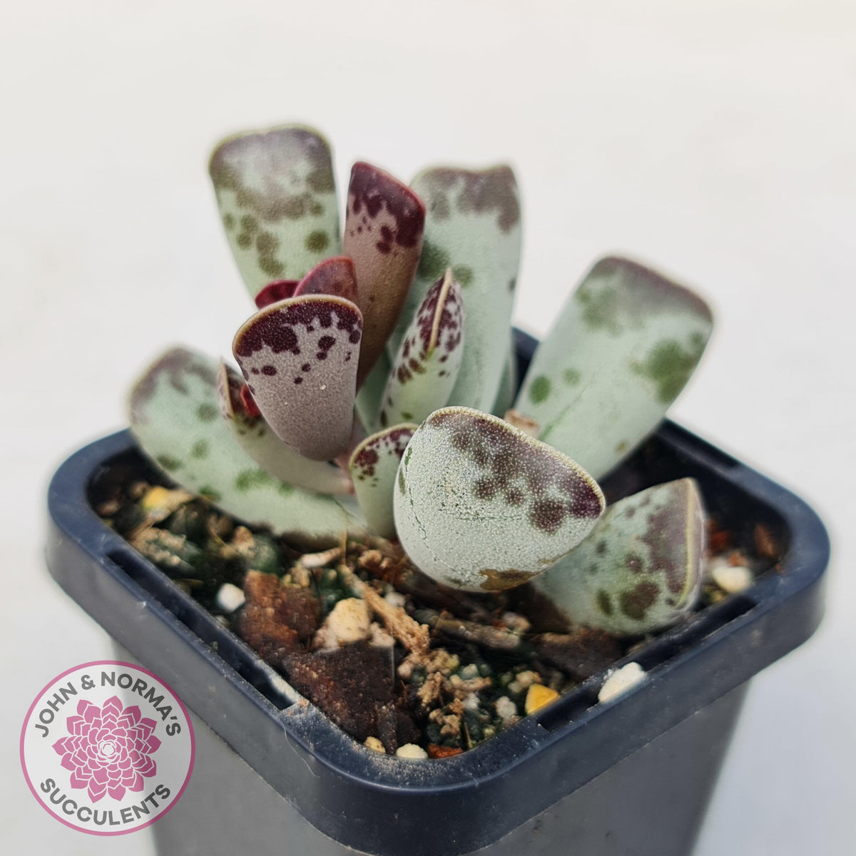 Adromischus triflorus