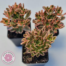 Load image into Gallery viewer, Aeonium Bronze Medal Variegated 'Sweet Tea' - John & Norma's Succulents Australia