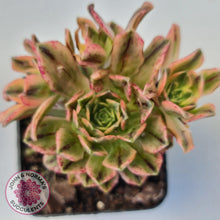 Load image into Gallery viewer, Aeonium Bronze Medal Variegated 'Sweet Tea' - John & Norma's Succulents Australia