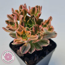 Load image into Gallery viewer, Aeonium Bronze Medal Variegated 'Sweet Tea' - John & Norma's Succulents Australia