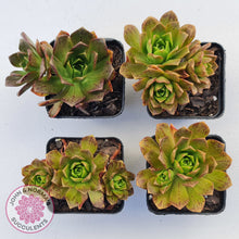 Load image into Gallery viewer, Aeonium Bronze Medal (multi)