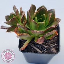 Load image into Gallery viewer, Aeonium Bronze Medal (multi)