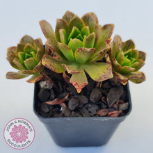 Load image into Gallery viewer, Aeonium Bronze Medal (multi)