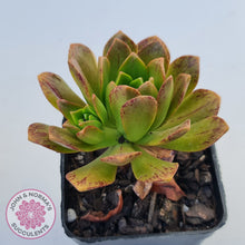 Load image into Gallery viewer, Aeonium Bronze Medal (multi)