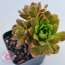 Load image into Gallery viewer, Aeonium 'Bronze Medal'