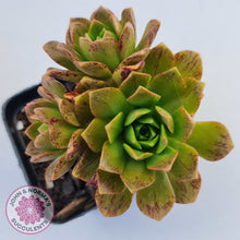 Load image into Gallery viewer, Aeonium Bronze Medal (multi)