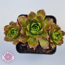 Load image into Gallery viewer, Aeonium Bronze Medal (multi)