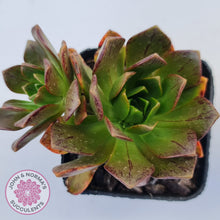 Load image into Gallery viewer, Aeonium Bronze Medal (multi)