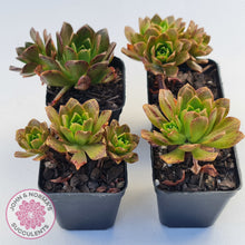 Load image into Gallery viewer, Aeonium Bronze Medal (multi)