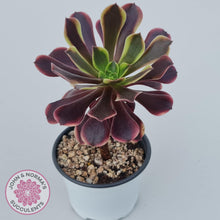 Load image into Gallery viewer, Aeonium 'Superbang' aka 'Oujiali' Variegated - John & Norma's Succulents Australia