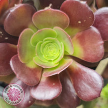 Load image into Gallery viewer, Aeonium Velour Cutting - John & Norma's Succulents